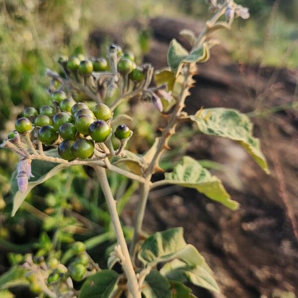 Solanum tettense Fruct