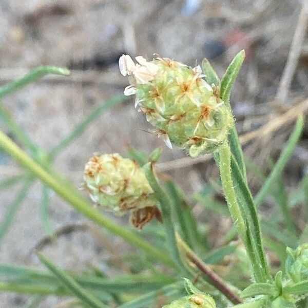 Plantago indica Fiore