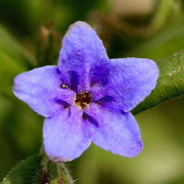 Asperugo procumbens Flor