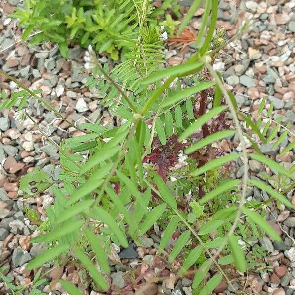 Vicia hirsuta عادت داشتن