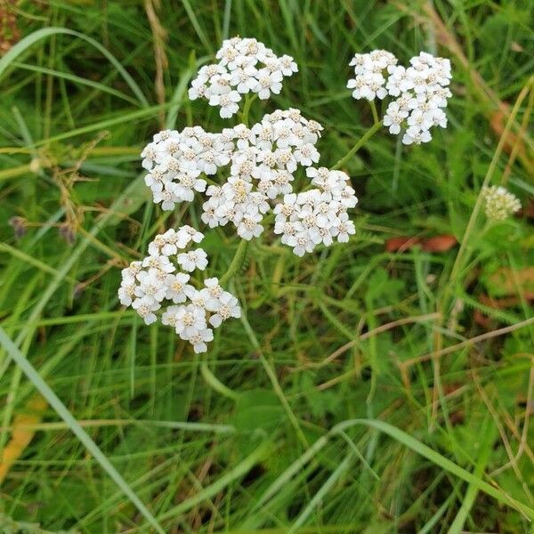 Achillea millefolium Flor