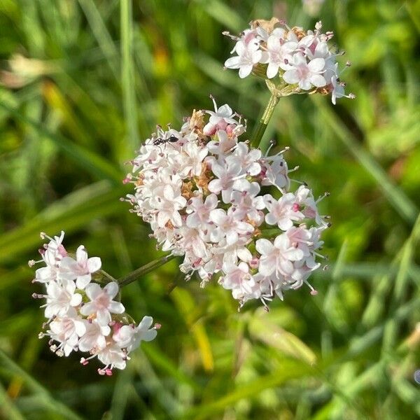 Valeriana dioica Blüte