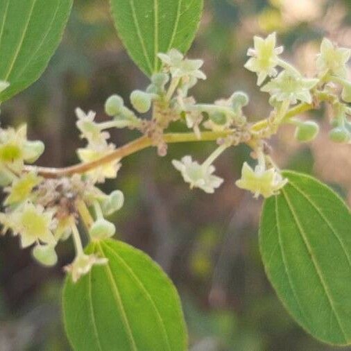 Ziziphus spina-christi 花