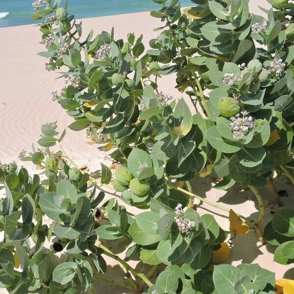 Calotropis procera Floro