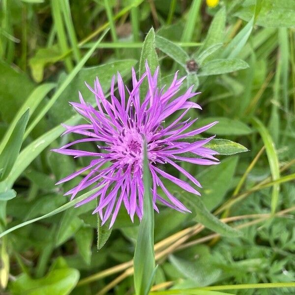 Centaurea nigra Květ