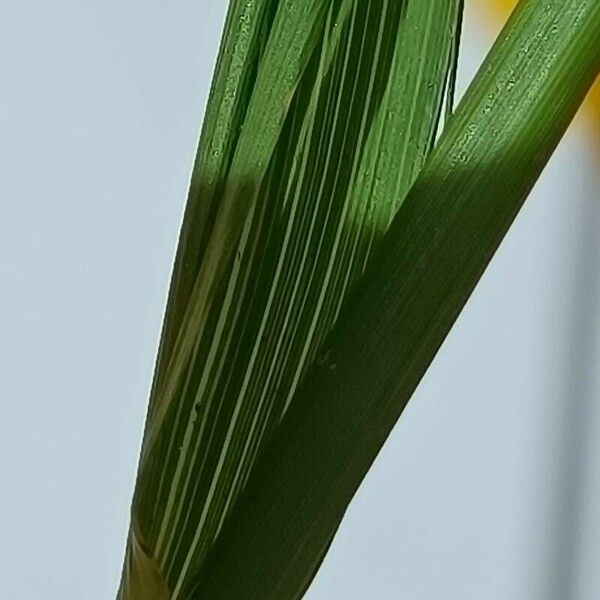Agrostis stolonifera Leaf