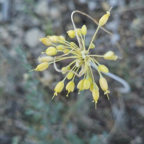 Allium flavum Flors