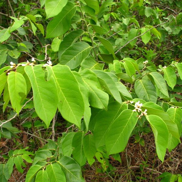 Dalbergia ecastaphyllum Leaf