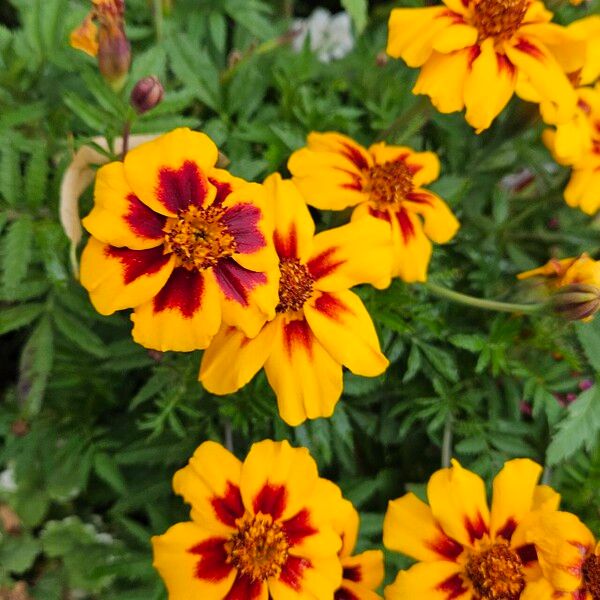 Tagetes tenuifolia Habitat