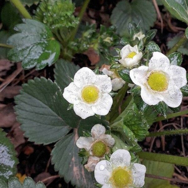 Fragaria vesca 花