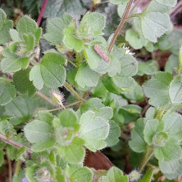 Veronica hederifolia Blatt