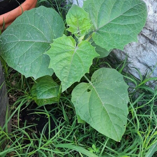 Physalis peruviana Lehti