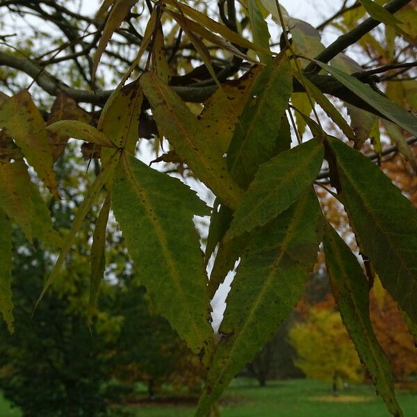 Carya illinoinensis Frunză