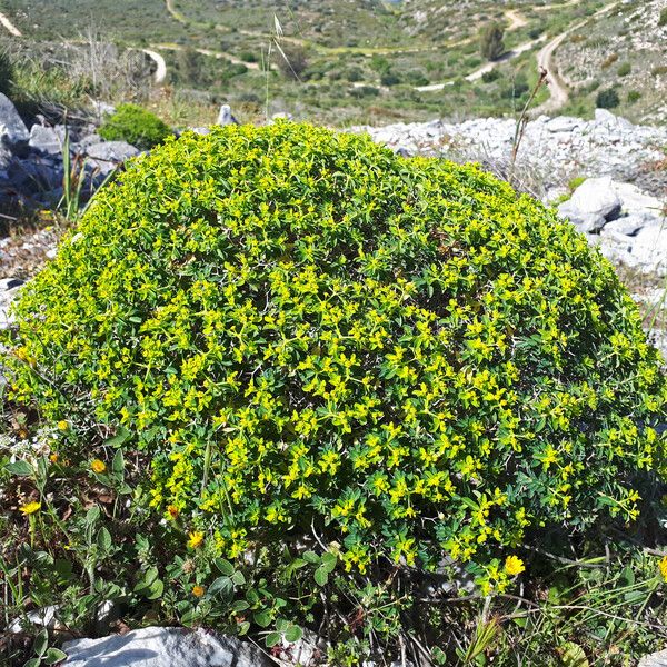 Euphorbia acanthothamnos (Greek spiny spurge)