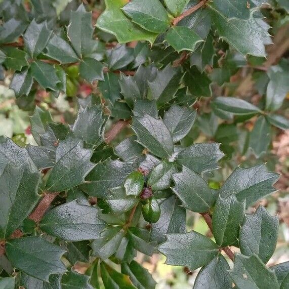 Berberis darwinii 葉