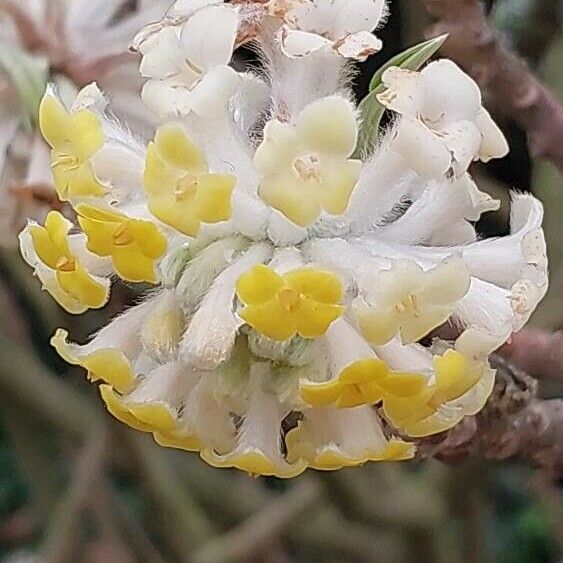 Edgeworthia chrysantha പുഷ്പം