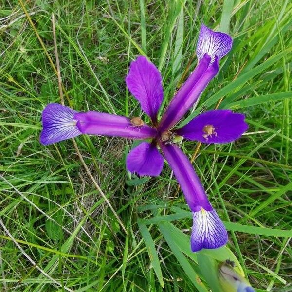 Iris spuria Flower