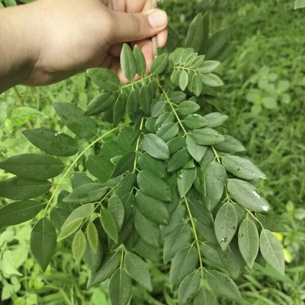 Gliricidia sepium Leaf