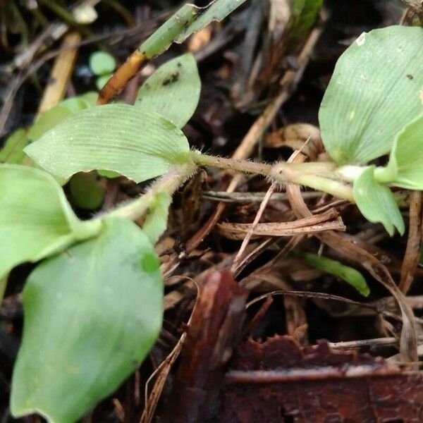 Commelina diffusa Blad