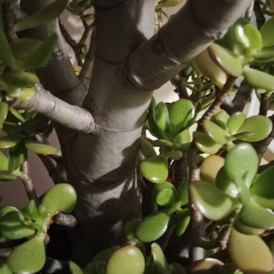 Crassula ovata Rinde