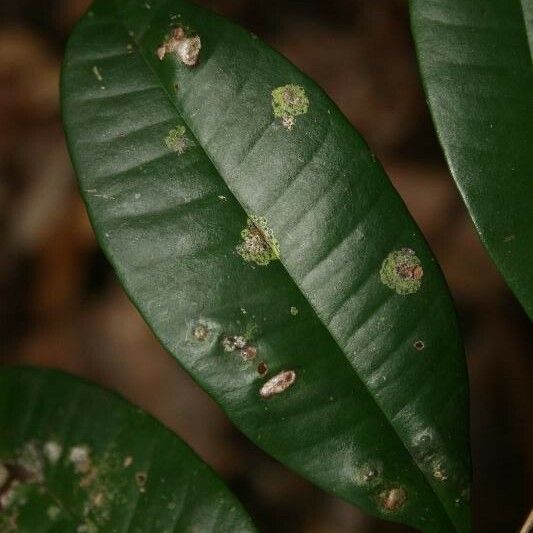 Myrcia decorticans Leaf