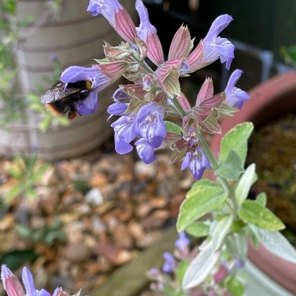 Salvia × sylvestris Fiore