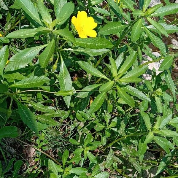 Ludwigia grandiflora عادت