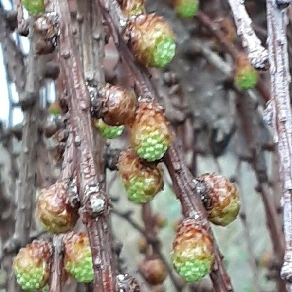 Larix laricina Květ