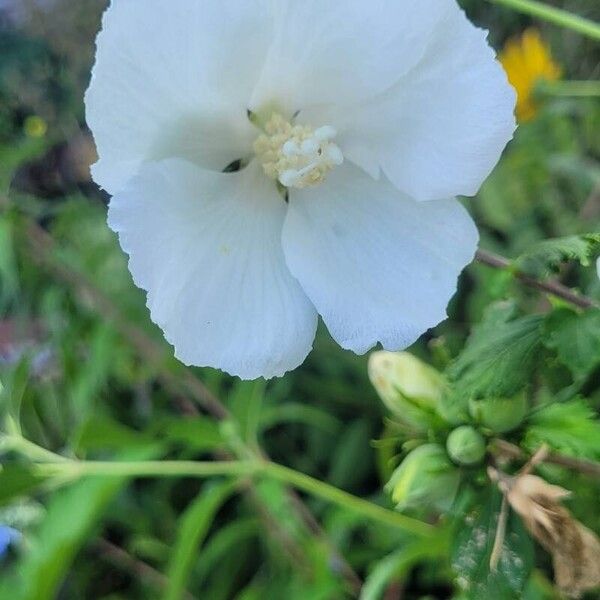 Hibiscus syriacus Blüte