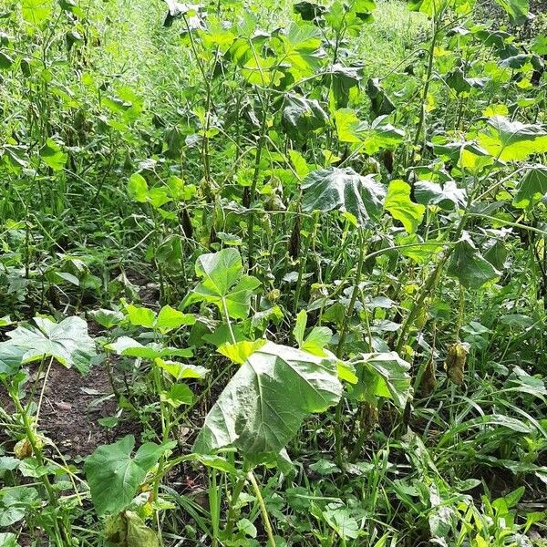 Malva parviflora Агульны выгляд