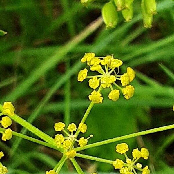 Pastinaca sativa Flower