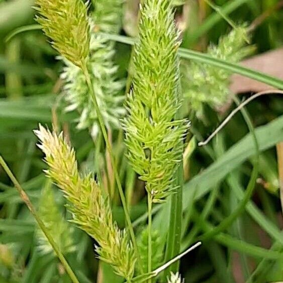 Rostraria cristata Meyve