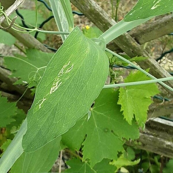 Lathyrus odoratus Blad