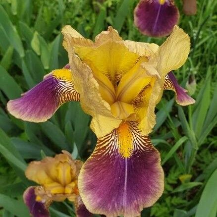 Iris variegata 花