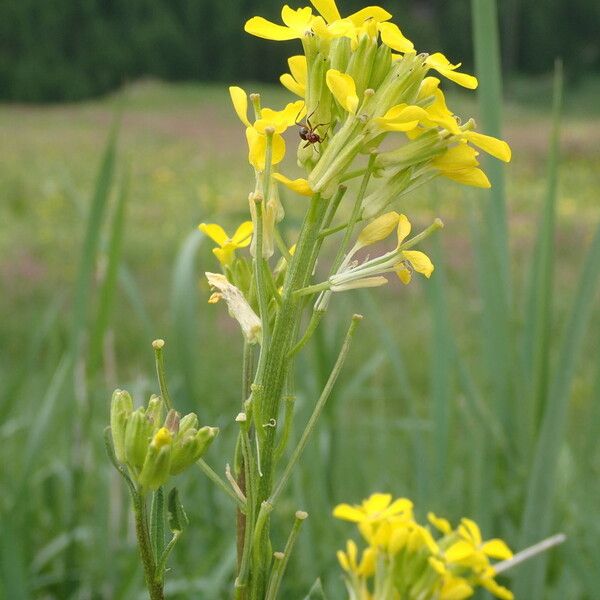 Erysimum virgatum Flower