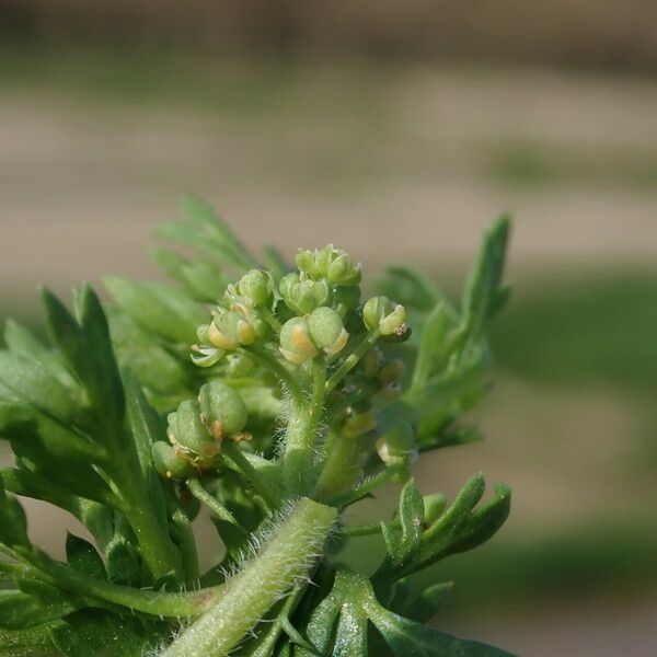 Lepidium didymum Blüte