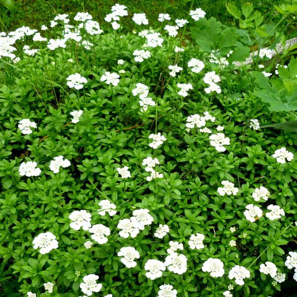 Iberis umbellata Fleur