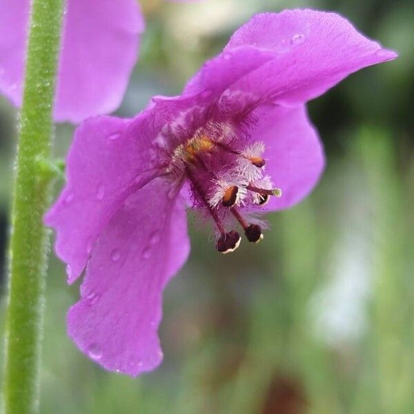 Verbascum phoeniceum Flower