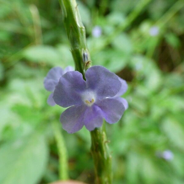 Stachytarpheta urticifolia Flor