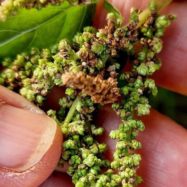 Amaranthus viridis Fruit