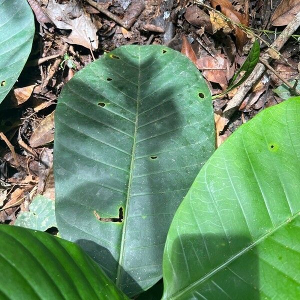 Tabernaemontana crassa Leaf