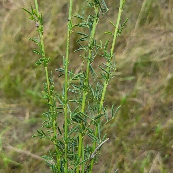 Dalea purpurea Leaf