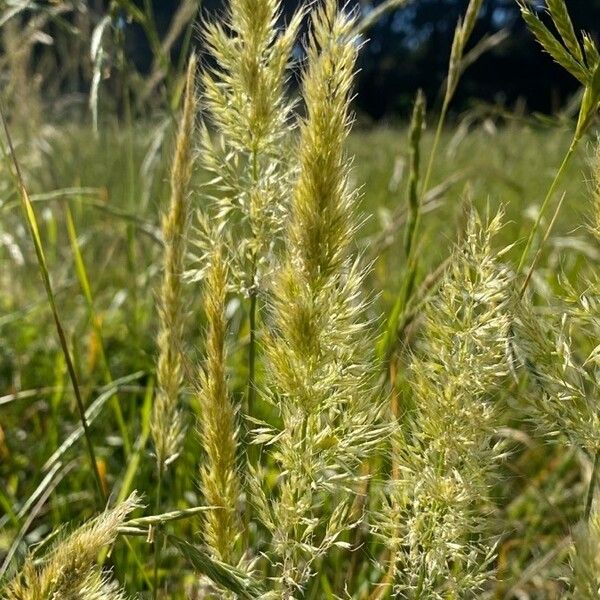 Trisetaria panicea Flower