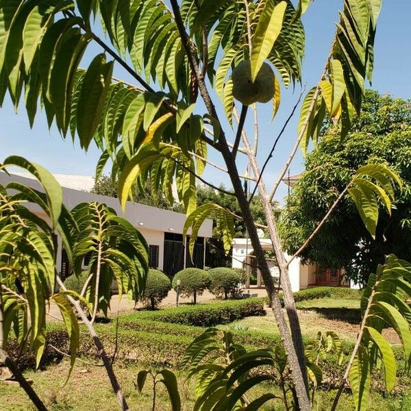 Annona reticulata 葉