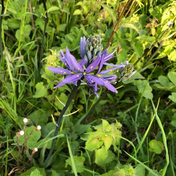 Camassia quamash Flower