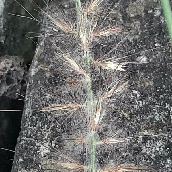 Cenchrus ciliaris Flor