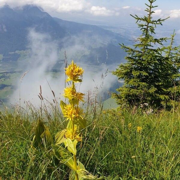 Gentiana lutea Elinympäristö