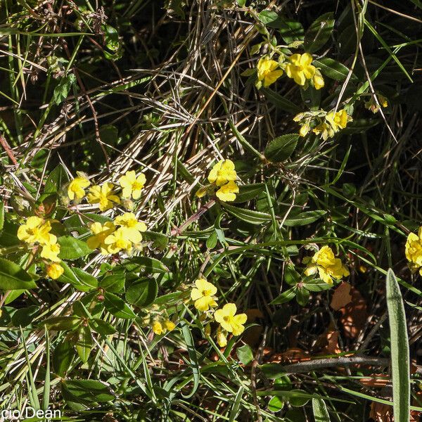 Helianthemum cinereum Flor