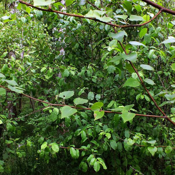 Betula occidentalis Ліст