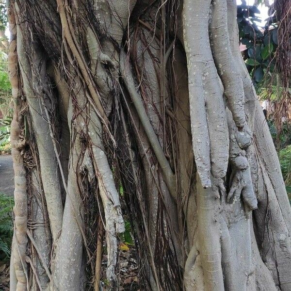 Ficus rubiginosa چھال